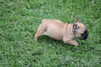 Tobis, a male French Bulldog for sale in Hurdland, MO – 4 of 7