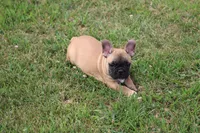 Tobis, a male French Bulldog for sale in Hurdland, MO – 4 of 10