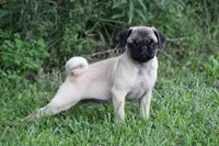 Tonya, a female Pug for sale in Hurdland, MO – 7 of 9