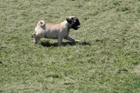 Sue, a female Pug for sale in Hurdland, MO – 4 of 9