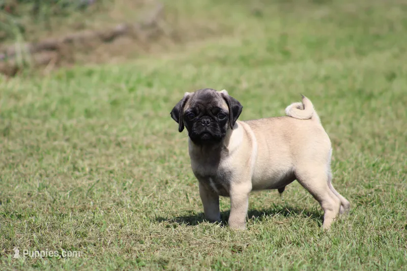 Toby – Pug puppy for sale in Hurdland, MO
