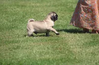 Toby, a male Pug for sale in Hurdland, MO – 4 of 9