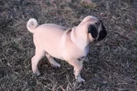 Ted, a male Pug for sale in Hurdland, MO – Photo 5 of 6