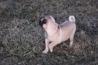 Ted, a male Pug for sale in Hurdland, MO – Photo 6 of 6