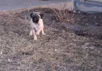Ted, a male Pug for sale in Hurdland, MO – Photo 1 of 6