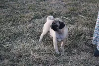 Ted, a male Pug for sale in Hurdland, MO – Photo 2 of 6