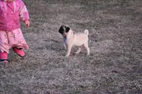 Ted, a male Pug for sale in Hurdland, MO – Photo 4 of 6