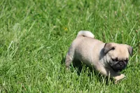 Zack, a male Pug for sale in Hurdland, MO – 4 of 5