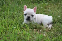 Alice, a female French Bulldog for sale in Hurdland, MO – 2 of 8