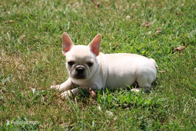 Simbo – French Bulldog puppy for sale in Hurdland, MO