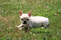 Simbo, a male French Bulldog for sale in Hurdland, MO – 1 of 10
