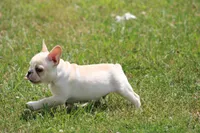Simbo, a male French Bulldog for sale in Hurdland, MO – 2 of 10