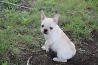 Simbo, a male French Bulldog for sale in Hurdland, MO – 3 of 10
