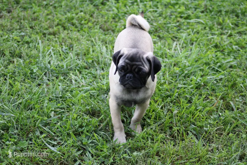 Toby – Pug puppy for sale in Hurdland, MO
