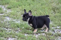 Molly, a female French Bulldog for sale in Hurdland, MO – 3 of 8
