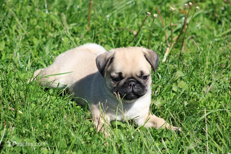 Zack – Pug puppy for sale in Hurdland, MO