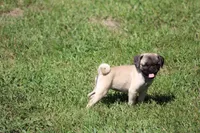 Tonya, a female Pug for sale in Hurdland, MO – 10 of 10