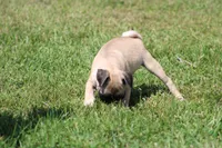 Sue, a female Pug for sale in Hurdland, MO – 7 of 9