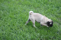Tonya, a female Pug for sale in Hurdland, MO – 3 of 9