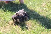Molly, a female French Bulldog for sale in Hurdland, MO – 4 of 9