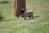 Toby, a male Pug for sale in Hurdland, MO – 6 of 9