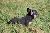 Molly, a female French Bulldog for sale in Hurdland, MO – 5 of 9