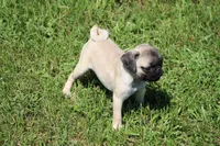 Tonya, a female Pug for sale in Hurdland, MO – 3 of 10