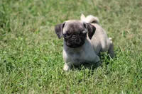 Tonya, a female Pug for sale in Hurdland, MO – 8 of 10