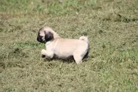 Tonya, a female Pug for sale in Hurdland, MO – 5 of 10