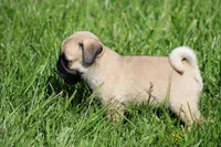 Zack, a male Pug for sale in Hurdland, MO – 3 of 5