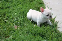 Alice, a female French Bulldog for sale in Hurdland, MO – 7 of 8