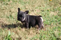 Molly, a female French Bulldog for sale in Hurdland, MO – 9 of 9