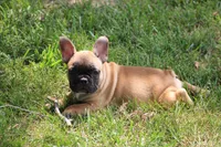 Tobis, a male French Bulldog for sale in Hurdland, MO – 1 of 10