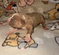 Willow, a female Olde English Bulldogge for sale in Deerfield, OH – Photo 2 of 3