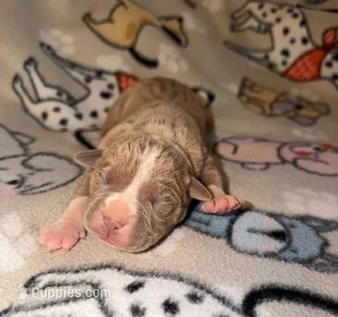 Willow, a female Olde English Bulldogge for sale in Deerfield, OH – Photo 1 of 3