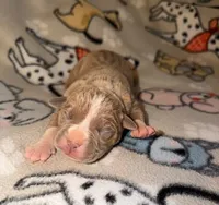 Willow, a female Olde English Bulldogge for sale in Deerfield, OH – Photo 1 of 3