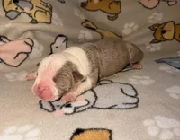 Aspen, a male Olde English Bulldogge for sale in Deerfield, OH – Photo 3 of 3