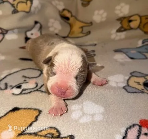 Aspen, a male Olde English Bulldogge for sale in Deerfield, OH – Photo 1 of 3
