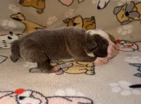 Linden, a male Olde English Bulldogge for sale in Deerfield, OH – Photo 3 of 3