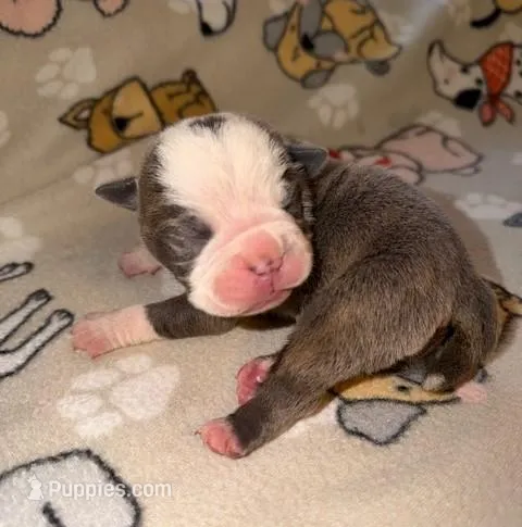 Linden, a male Olde English Bulldogge for sale in Deerfield, OH – Photo 1 of 3