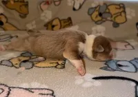 Ashby, a male Olde English Bulldogge for sale in Deerfield, OH – Photo 2 of 3