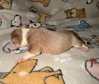 Ashby, a male Olde English Bulldogge for sale in Deerfield, OH – Photo 3 of 3