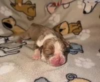 Ashby, a male Olde English Bulldogge for sale in Deerfield, OH – Photo 1 of 3