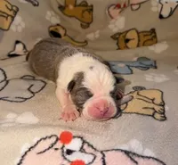 Forrest, a male Olde English Bulldogge for sale in Deerfield, OH – Photo 3 of 3