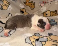 Forrest, a male Olde English Bulldogge for sale in Deerfield, OH – Photo 2 of 3