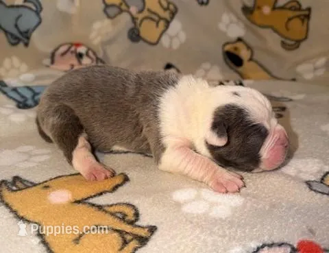 Forrest, a male Olde English Bulldogge for sale in Deerfield, OH – Photo 1 of 3