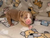 Oakley, a male Olde English Bulldogge for sale in Deerfield, OH – Photo 1 of 3