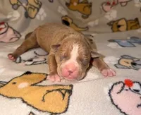 Oakley, a male Olde English Bulldogge for sale in Deerfield, OH – Photo 2 of 3