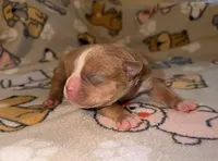 Oakley, a male Olde English Bulldogge for sale in Deerfield, OH – Photo 3 of 3