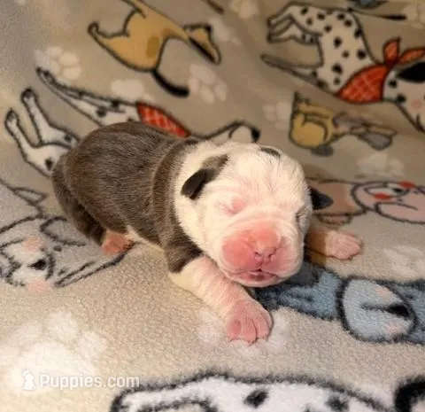 Juniper, a female Olde English Bulldogge for sale in Deerfield, OH – Photo 1 of 3